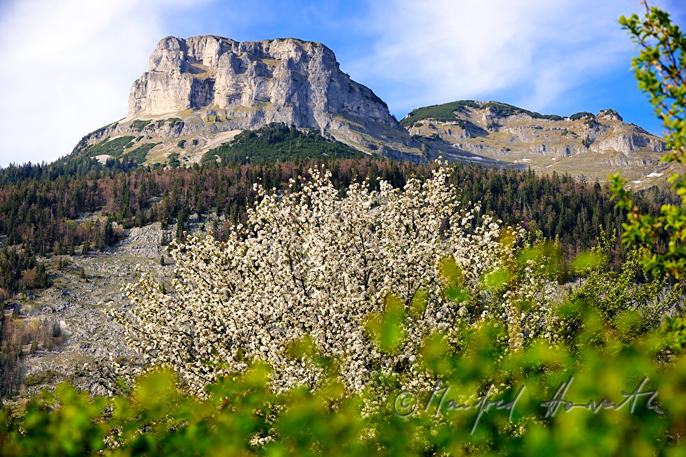 blühender Apfelbaum und Spitze des Loser