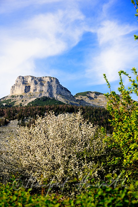 blühender Apfelbaum und Spitze des Loser