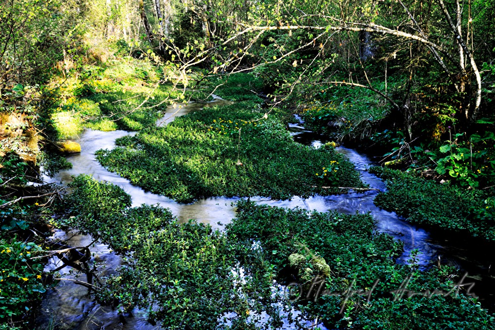 Toplitzbach mäandert durch den Wald