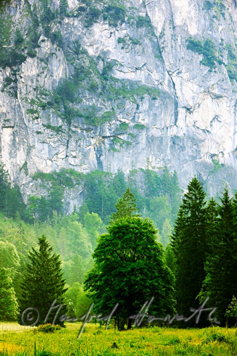 Felswand und Wald beim Hengstberg