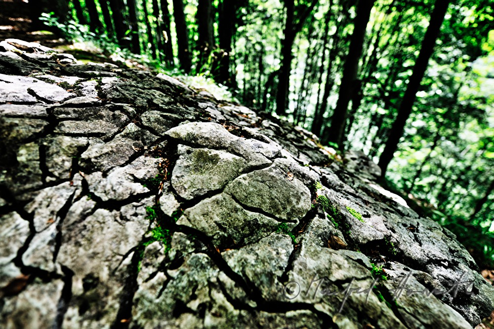 verwitterter Kalkstein mit Rissen im Wald