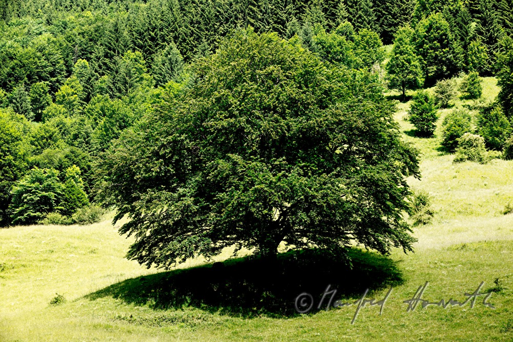 Riesen-Buche am Kalkalpenweg vom Bodinggraben zur Schaumbergalm