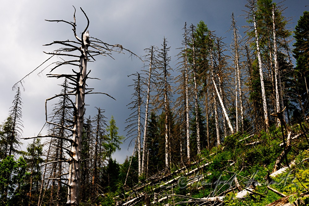 stehendes Totholz am Kalkalpenweg vom Bodinggraben zur Schaumbergalm