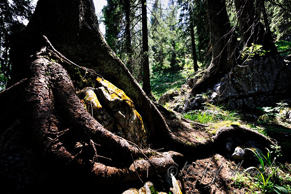 eingewachsener Felsen bei der Anlaufalm