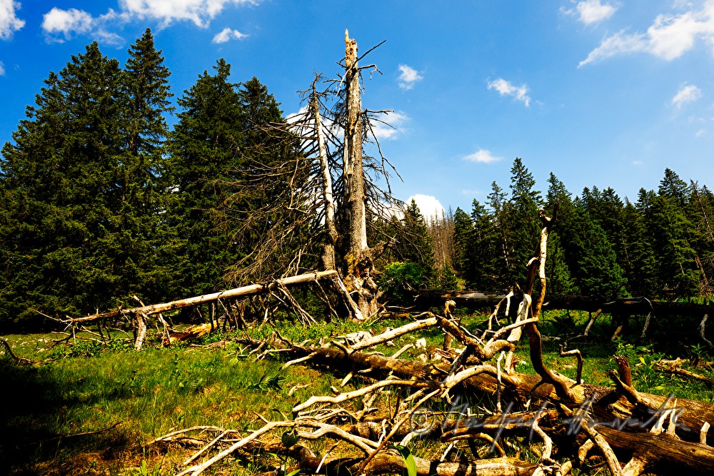 stehendes Totholz am Kalkalpenweg vom Bodinggraben zur Schaumbergalm