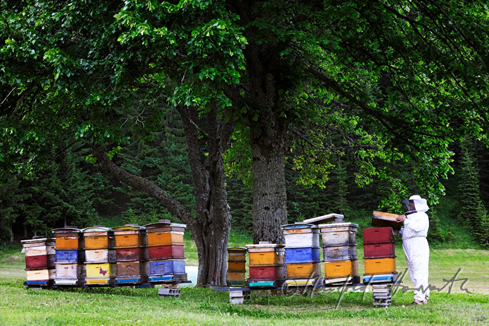 Imker und Bienenstöcke mit Carnica-Bienen