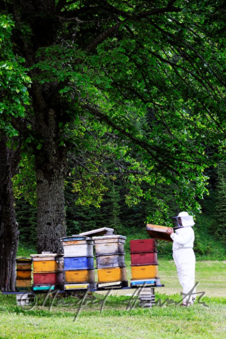 Imker und Bienenstöcke mit Carnica-Bienen