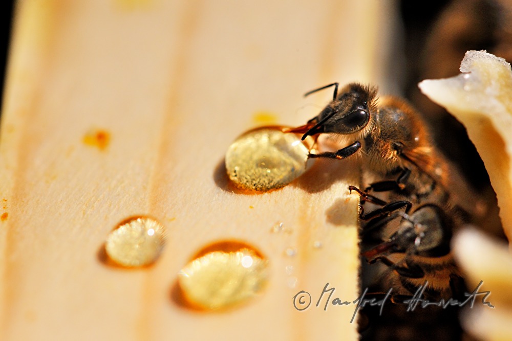 Carnica-Bienen versammelt um einen Honigtropfen