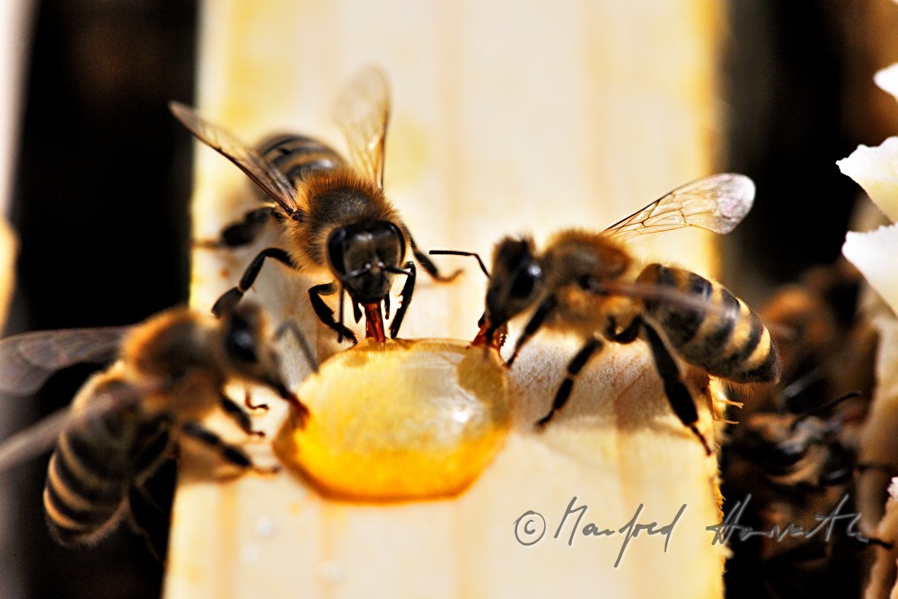 Carnica-Bienen versammelt um einen Honigtropfen
