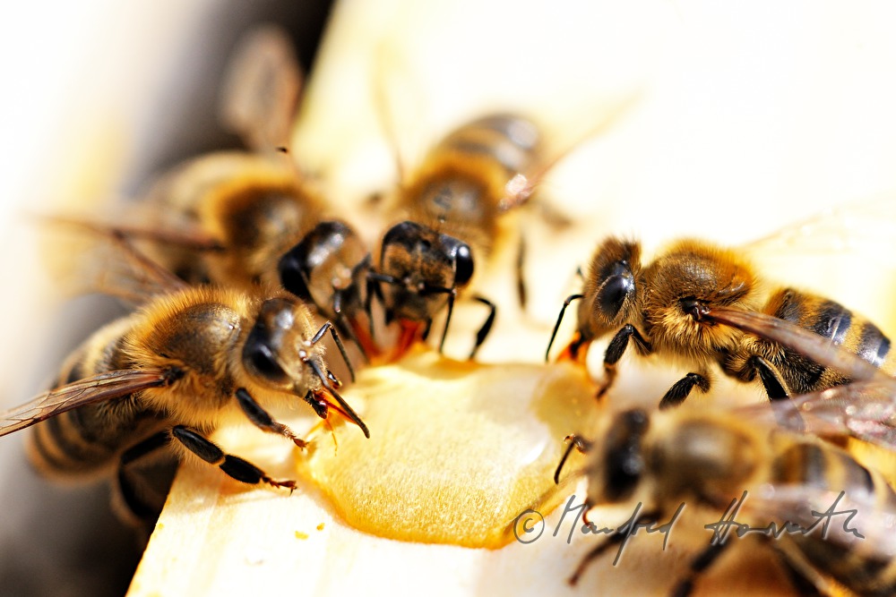 Carnica-Bienen versammelt um einen Honigtropfen