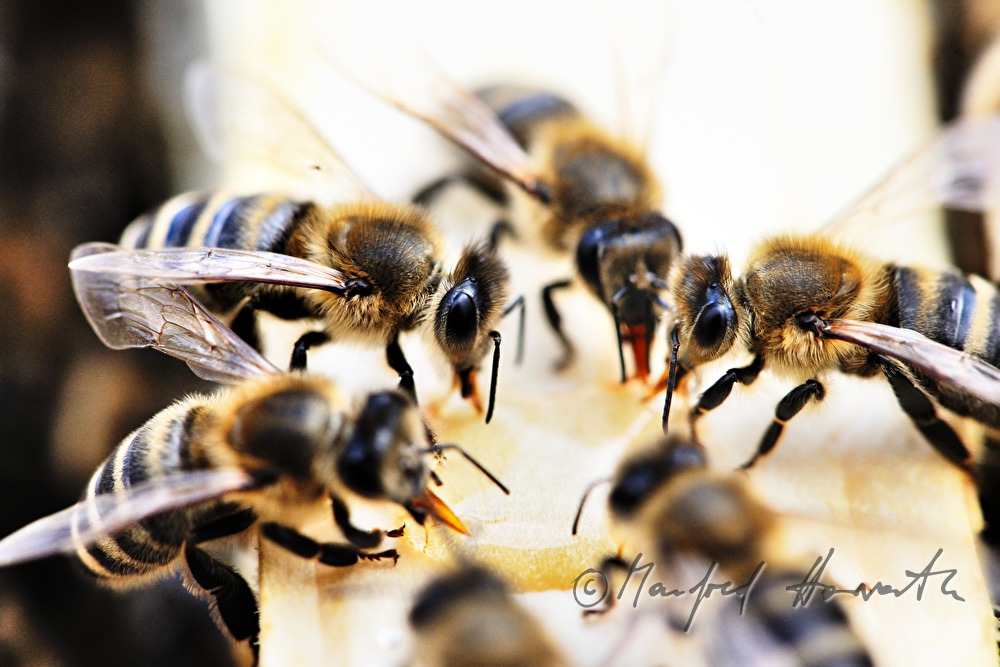 Carnica-Bienen versammelt um einen Honigtropfen