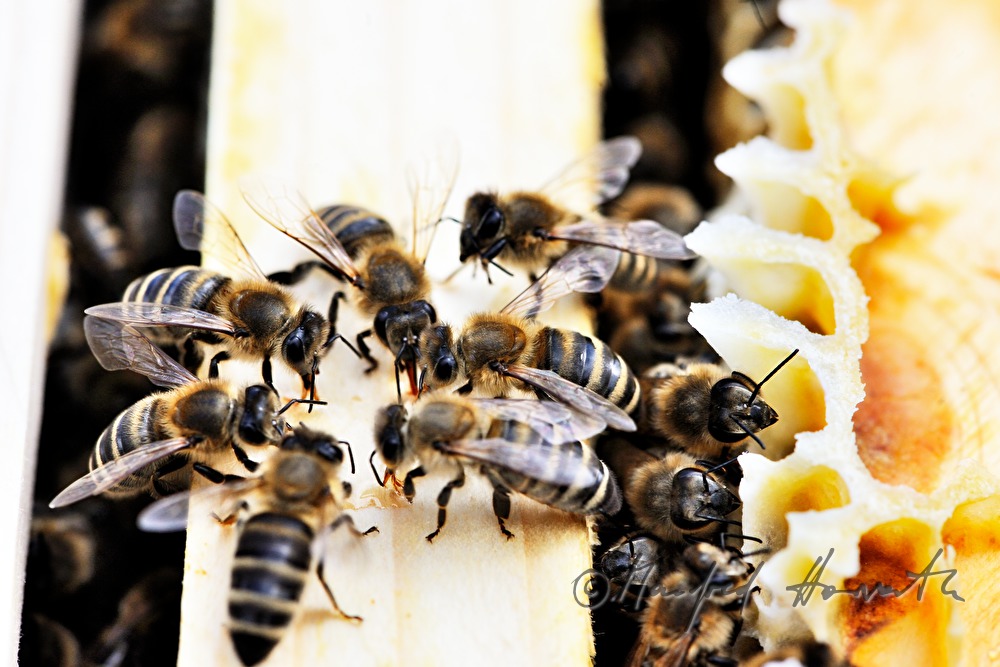 Carnica-Bienen versammelt um einen Honigtropfen