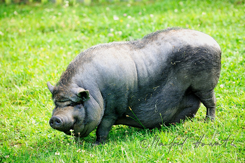 Hängebauchschwein auf der Weide