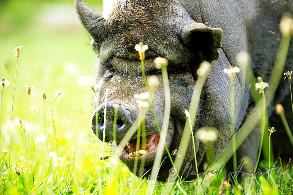 Hängebauchschwein auf der Weide