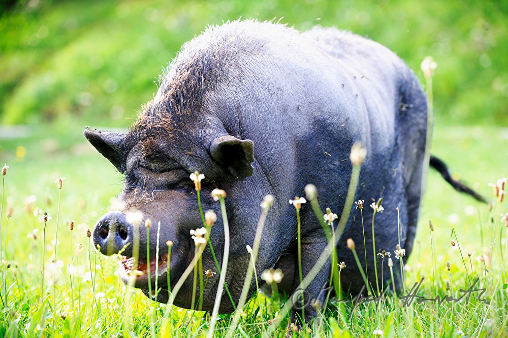 Hängebauchschwein auf der Weide