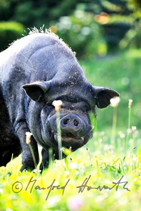 Hängebauchschwein auf der Weide