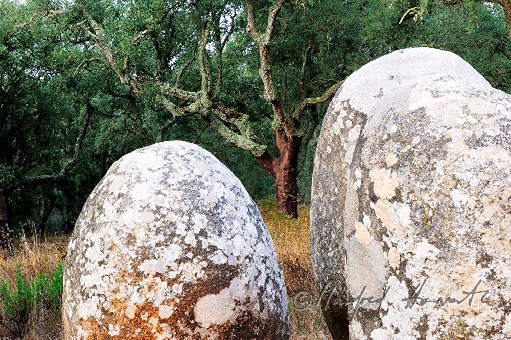 neolithische Menhire und Korkeichen-Baum
