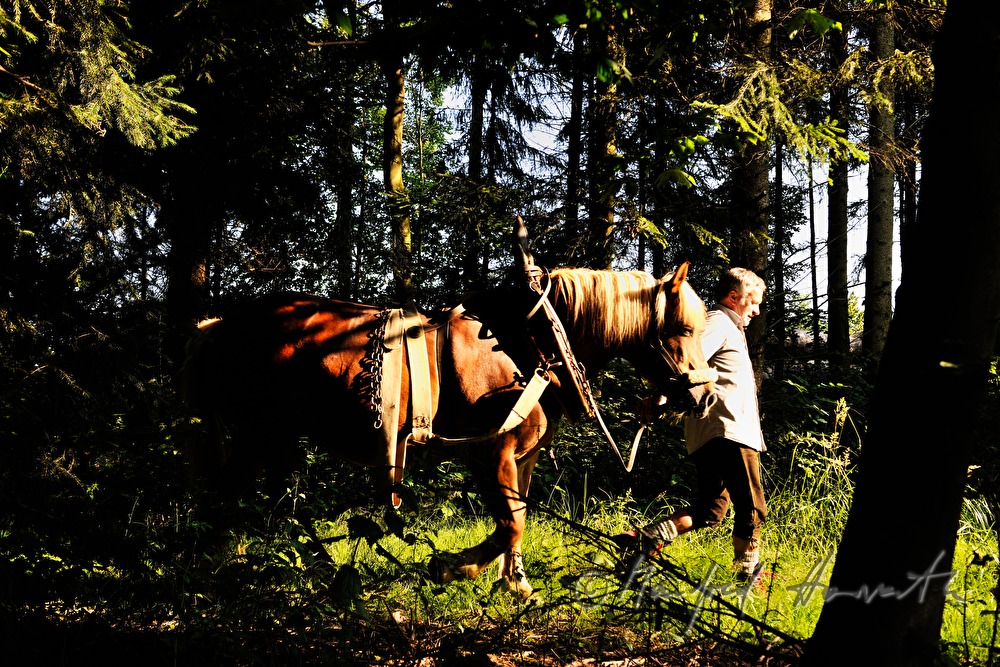 Holzarbeiter mit Arbeitspferd auf dem Weg in den Wald
