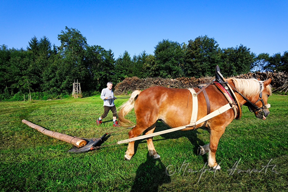 Holzbringung mit dem Arbeitspferd (