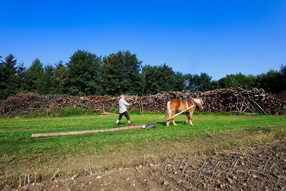 Holzbringung mit dem Arbeitspferd (