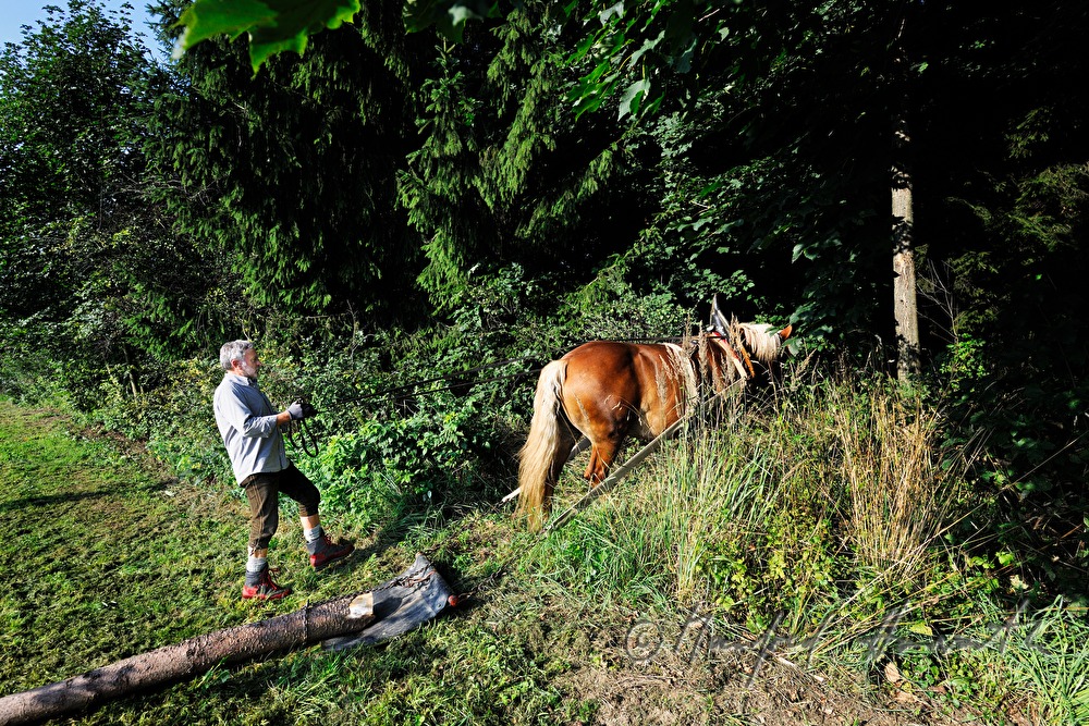 Holzbringung mit dem Arbeitspferd (