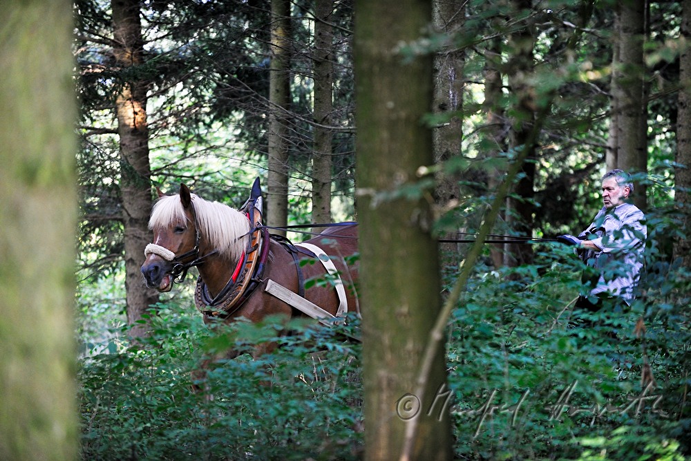Holzbringung mit dem Arbeitspferd (