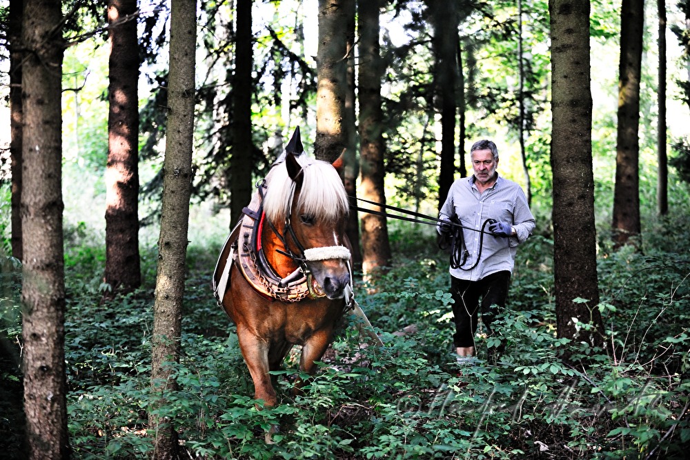 Holzbringung mit dem Arbeitspferd (