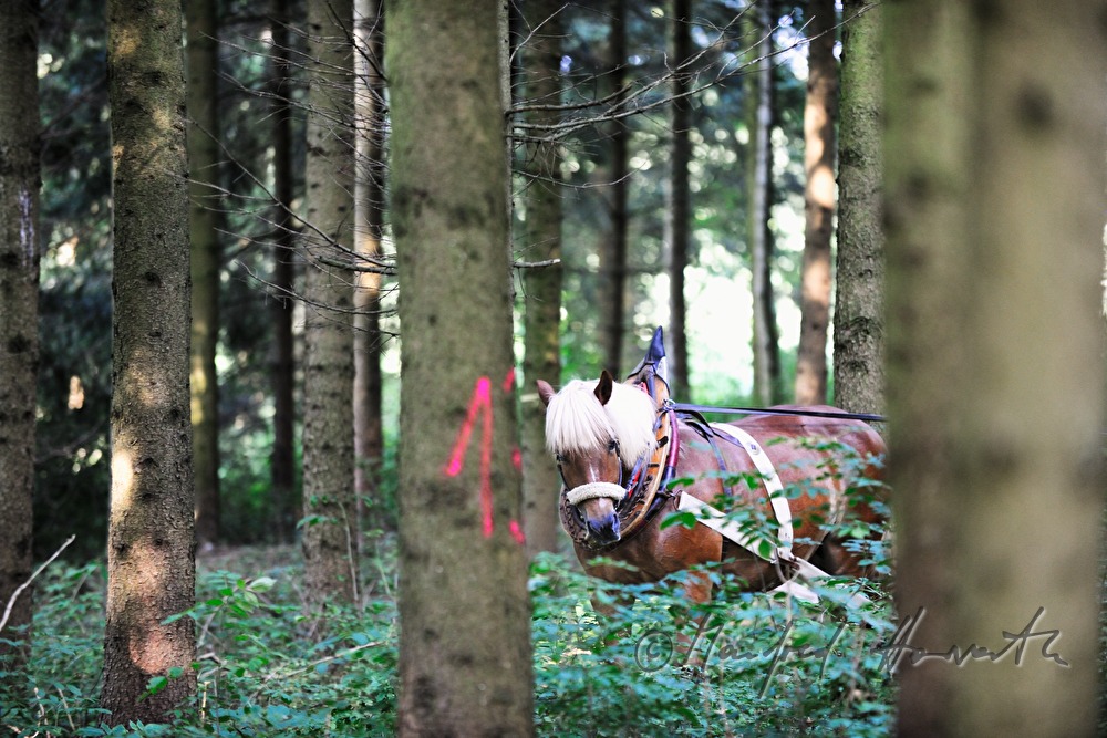 Holzbringung mit dem Arbeitspferd (