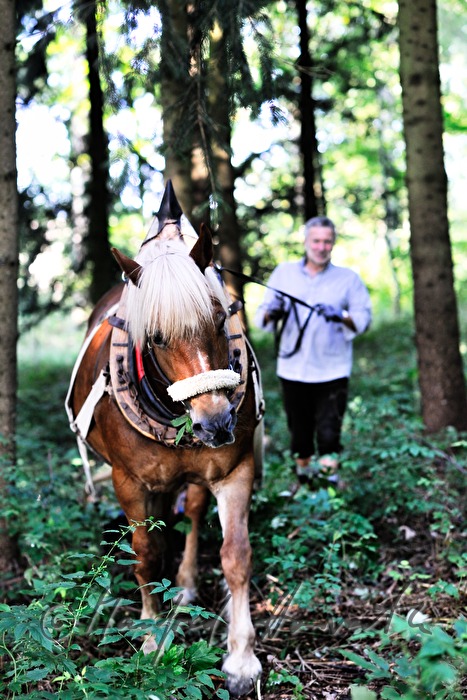 Holzbringung mit dem Arbeitspferd (