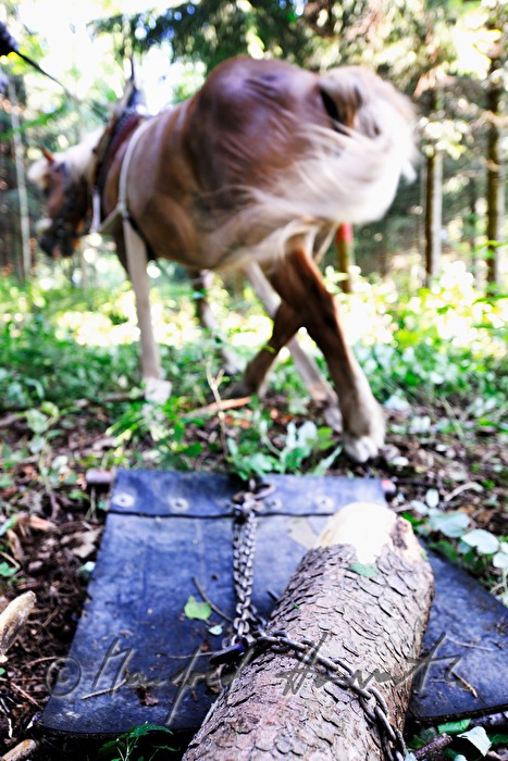 Holzbringung mit dem Arbeitspferd (
