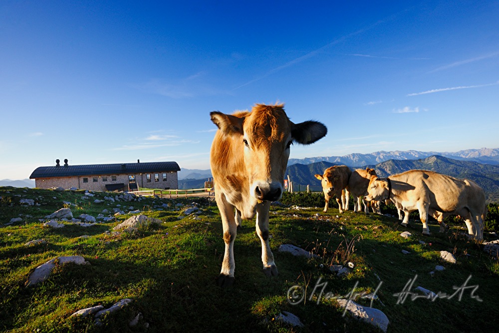 Blick von der Gemeindealpe (1626 Meter)