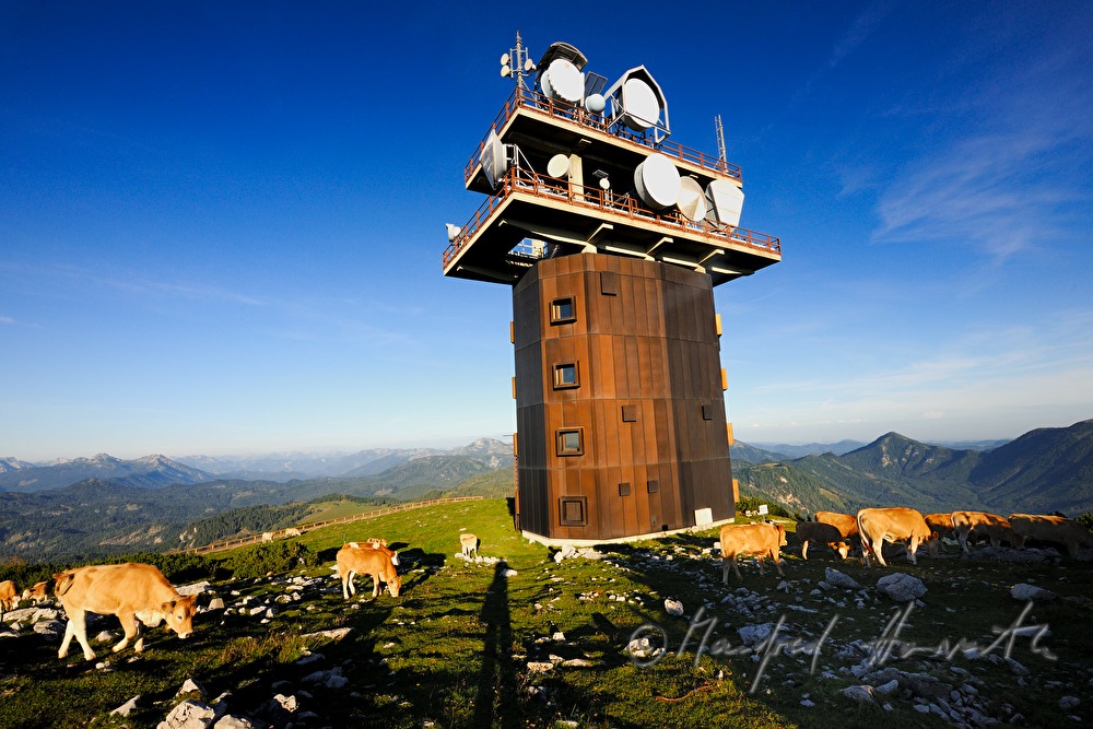 Radioturm und Kühe auf der Gemeindealpe (1626 Meter)