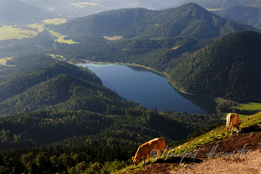Blick von der Gemeindealpe zum Erlaufsee