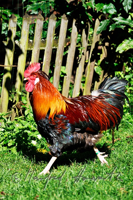 Sulmtaler Hahn im Garten