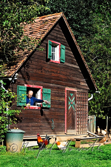 Hühner-Züchter im Hühnerhaus füttert seine Sulmtaler Hühner
