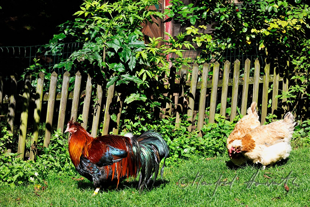 Sulmtaler Kapaun und Henne im Garten