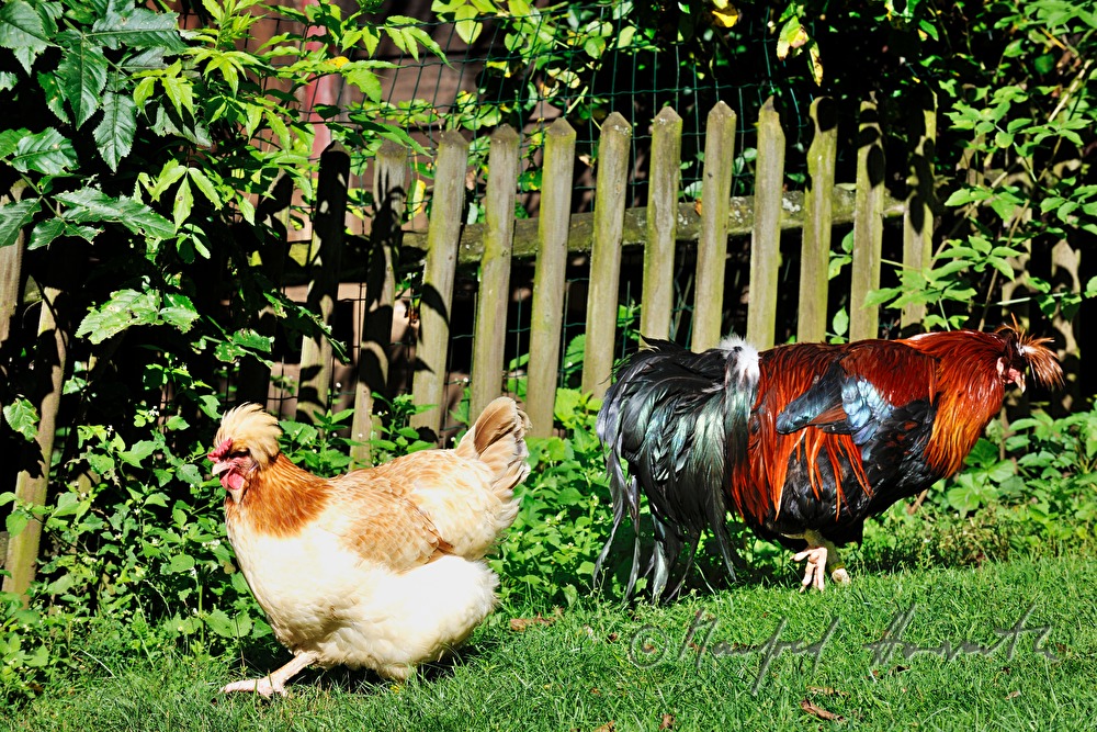 Sulmtaler Kapaun und Henne im Garten