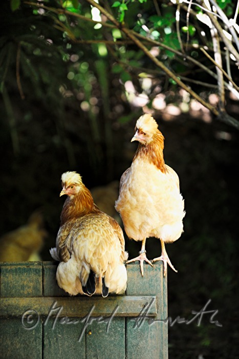 Sulmtaler Hennen im Garten