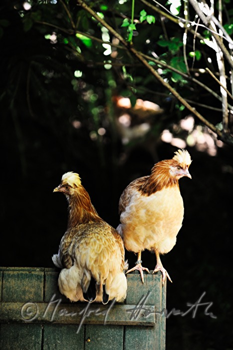 Sulmtaler Hennen im Garten