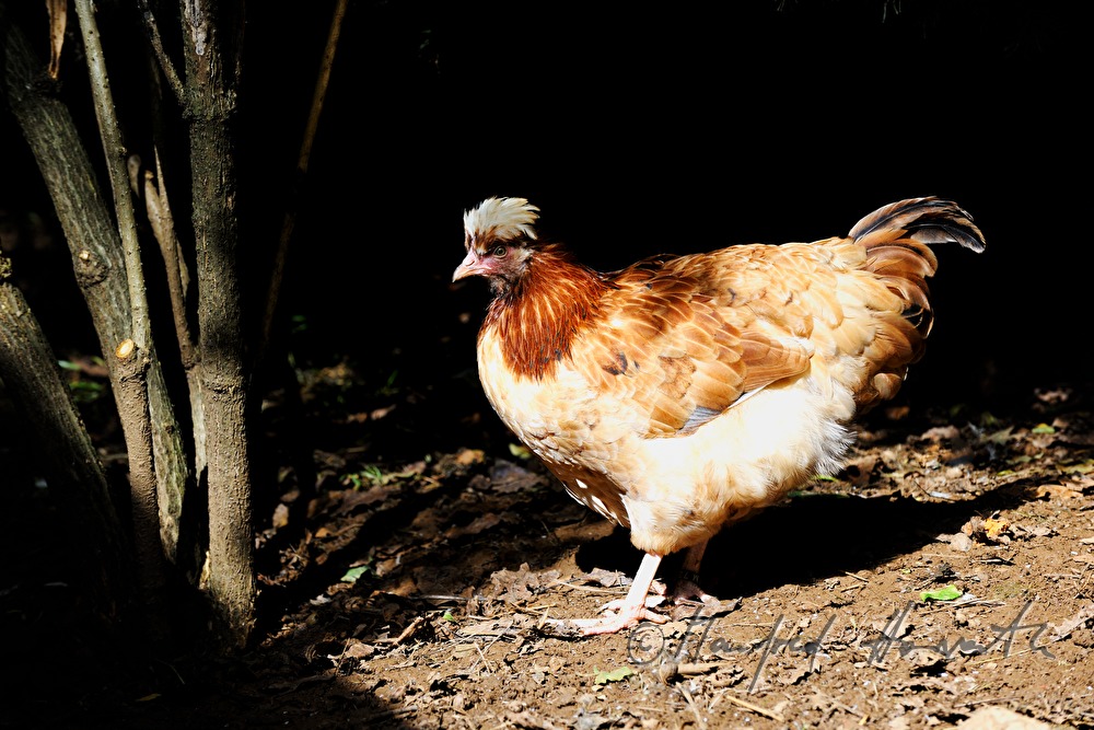 Sulmtaler Henne im Garten