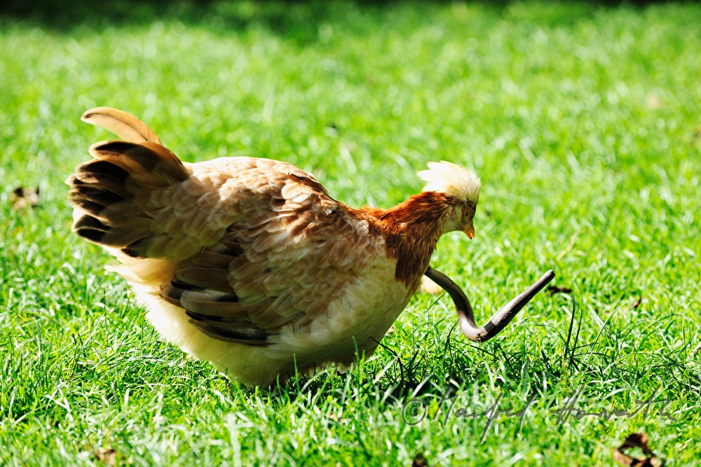 Sulmtaler Henne frisst eine Blindschleiche