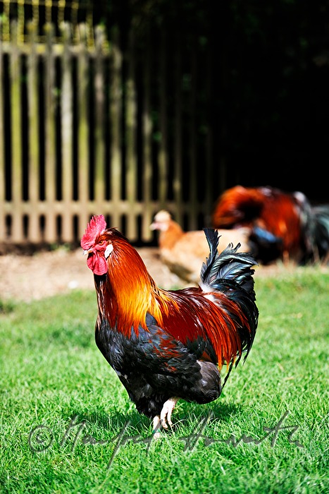 Sulmtaler Hahn im Garten