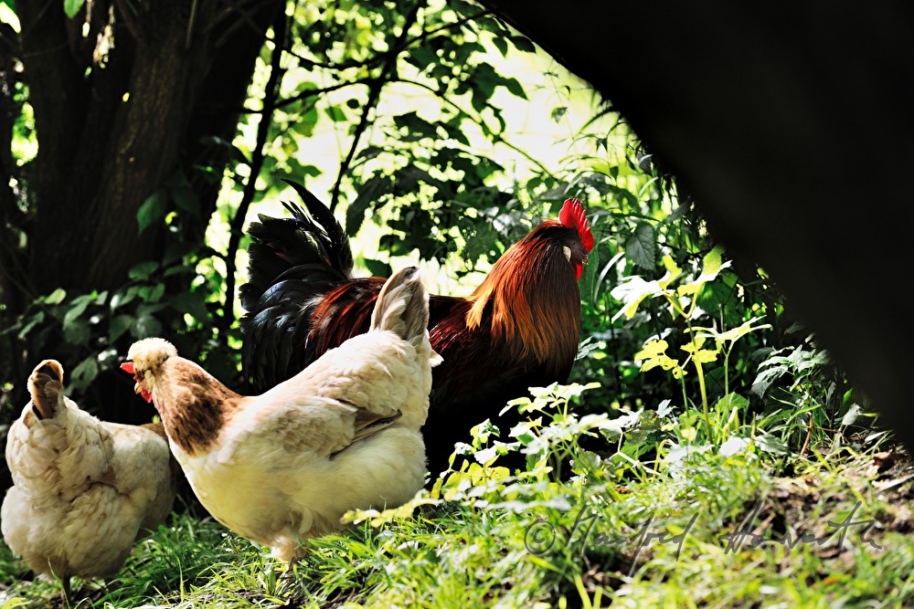 Sulmtaler Hühner im Garten