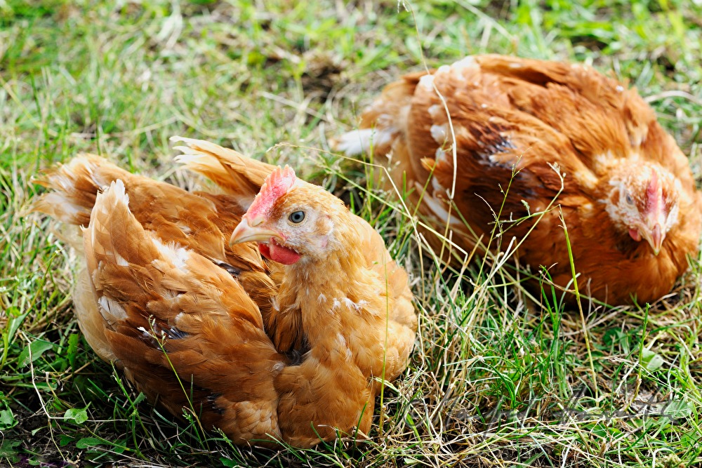 5-wöchige Hühner im Bio-Masthuhnbetrieb