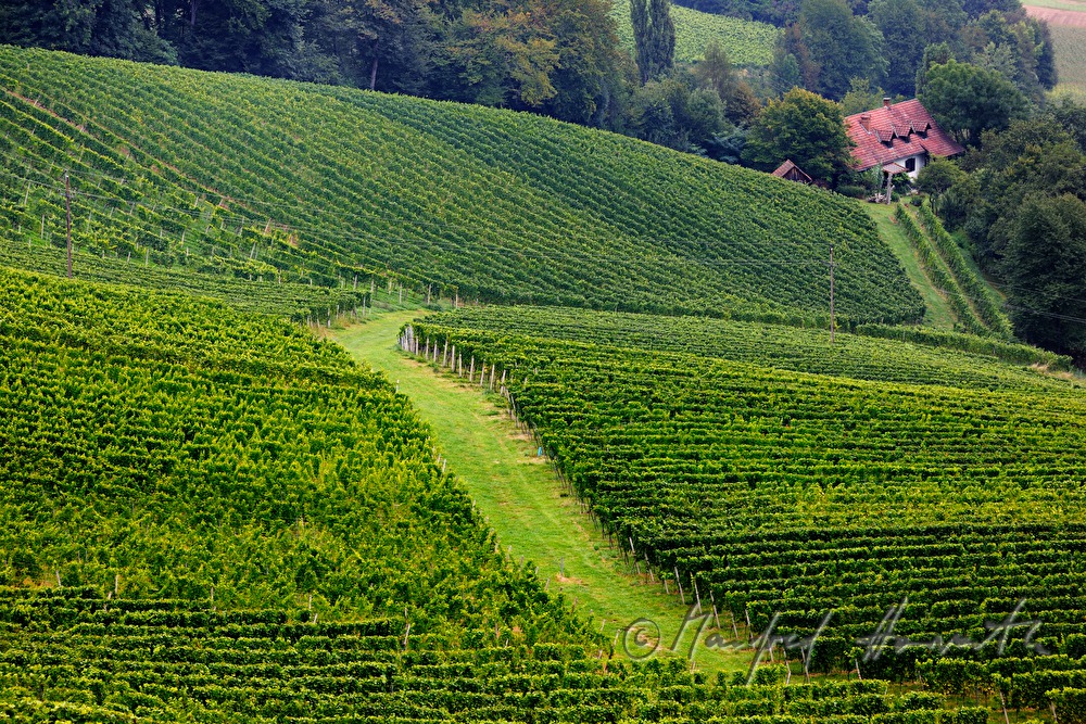 Weinberge beim Weingut Eory