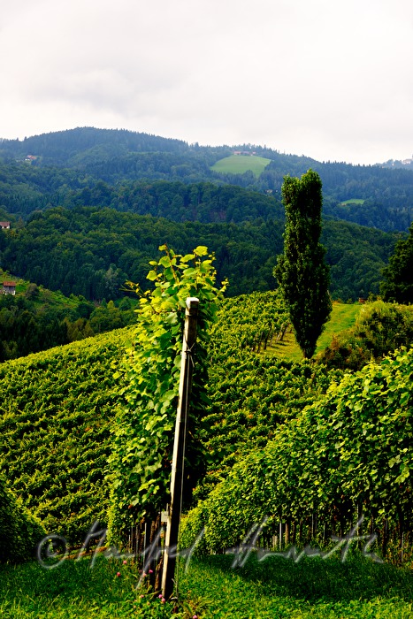 Weinberge beim Weingut Eory