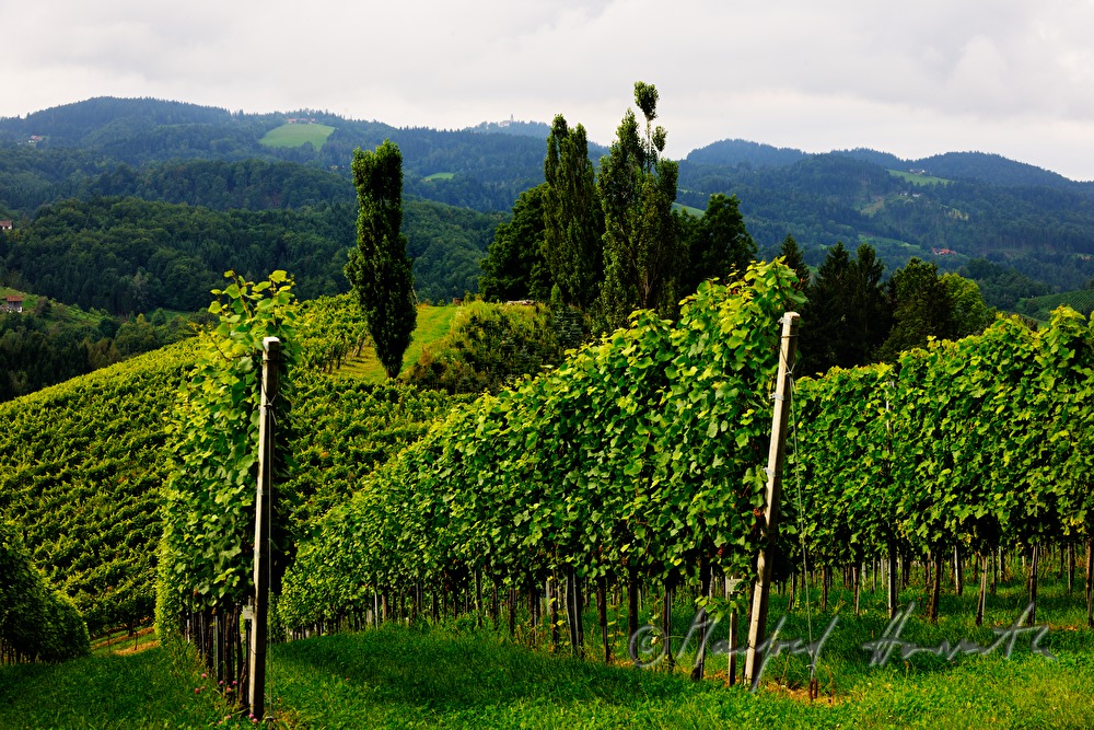 Weinberge beim Weingut Eory