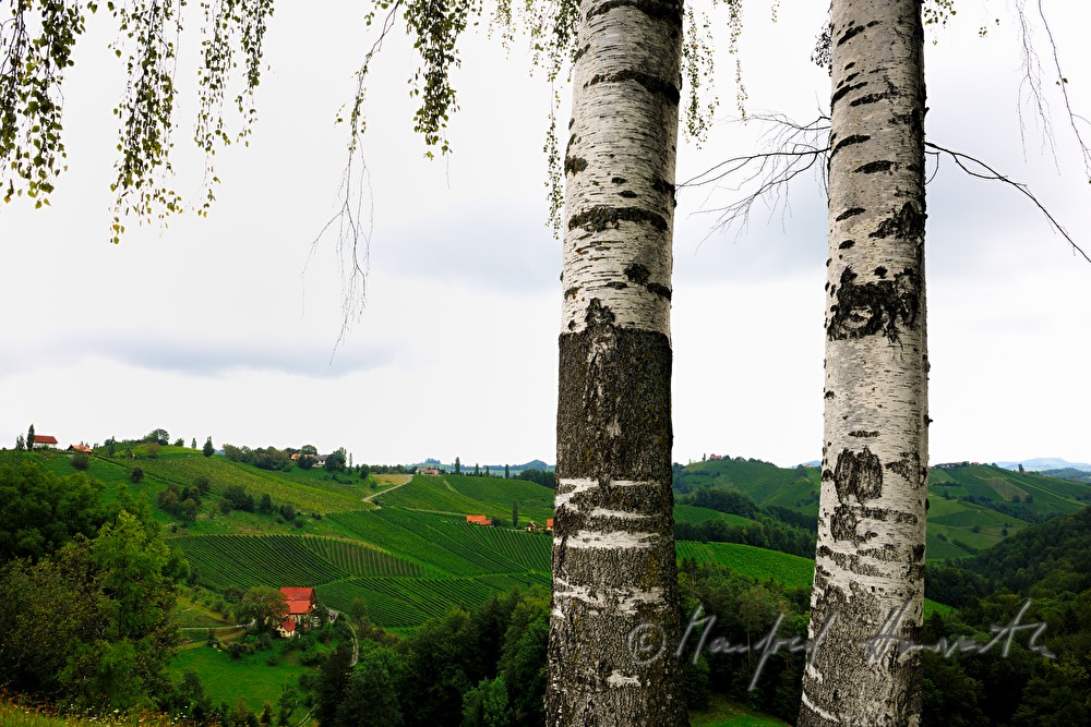 Weinberge und Birken beim Weingut Eory