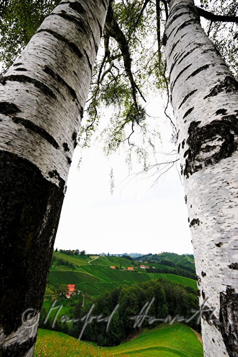 Weinberge und Birken beim Weingut Eory