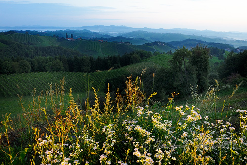 Blick über die Weinberge nach Osten